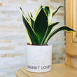 Charger l'image dans la galerie, sanoa pots - Rabbit lover