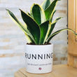 Charger l'image dans la galerie, sanoa pots - Running