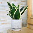 Charger l'image dans la galerie, sanoa pots - Teckel lover