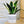 Charger l&#39;image dans la galerie, Pot de fleurs - Pas une plante fontaine.

