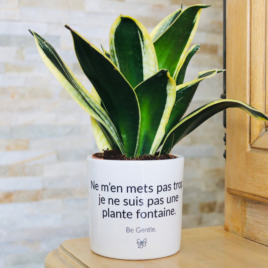 Pot de fleurs - Pas une plante fontaine.