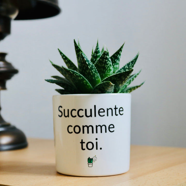 pot de fleurs succulente comme toi