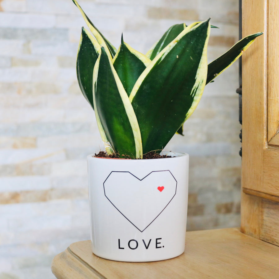 pot de fleurs personnalisé love