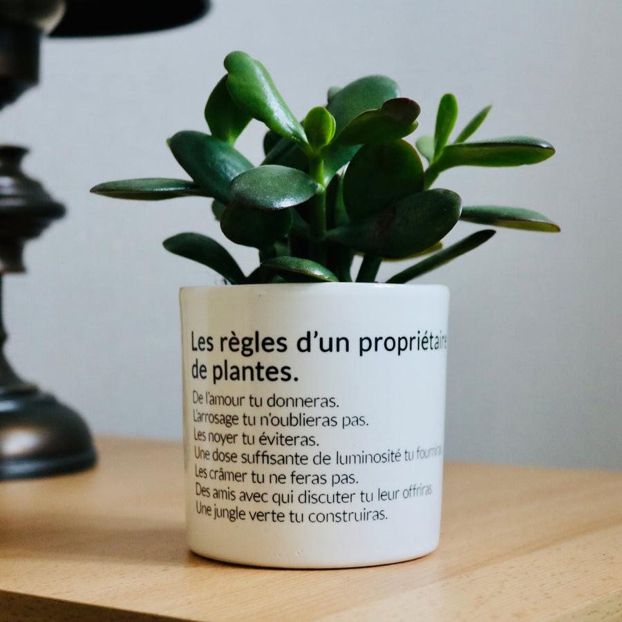 pot de fleurs les règles d'un propriétaire de plantes