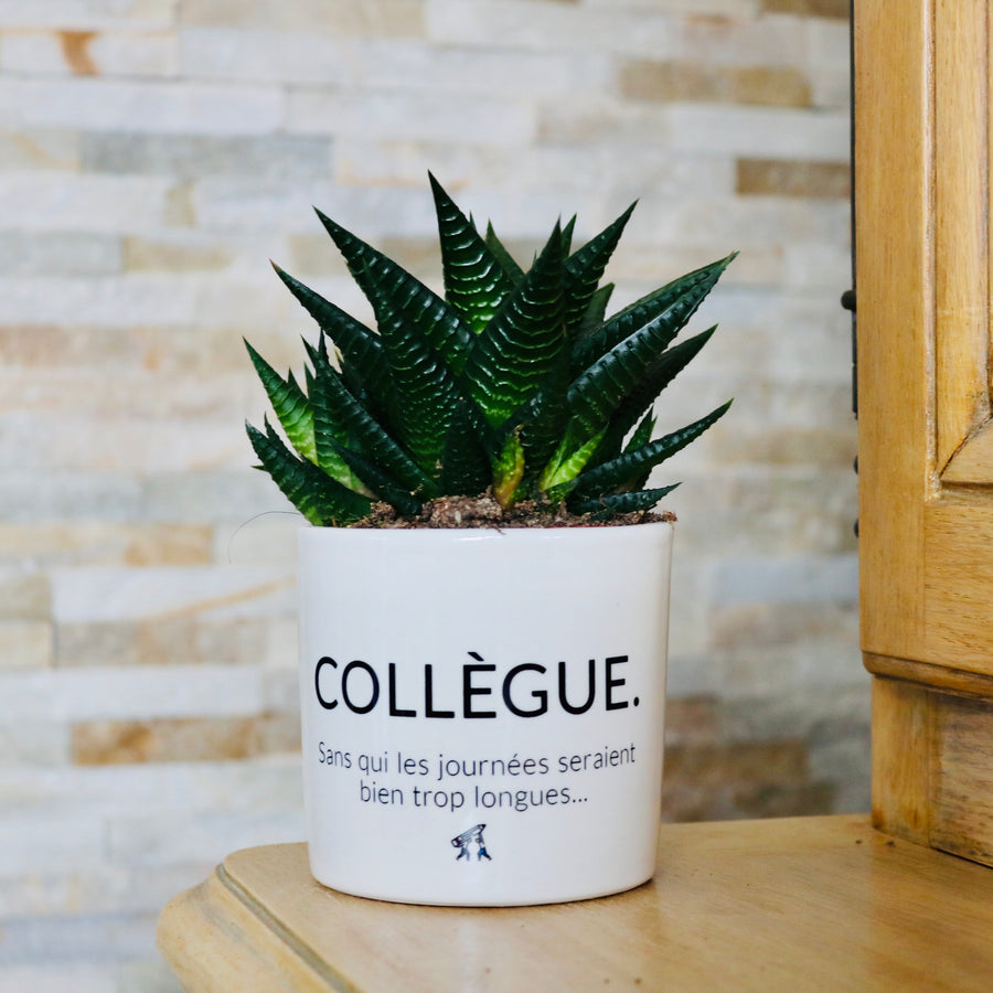 sanoa pots - collègue
