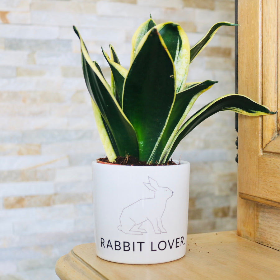 sanoa pots - Rabbit lover