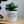 Charger l&#39;image dans la galerie, pot de fleurs pas la belle au bois dormant
