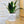 Charger l&#39;image dans la galerie, Pot de fleurs - Aloe ? Il y a quelqu&#39;un ?
