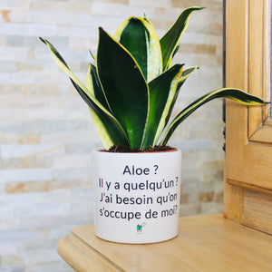 Pot de fleurs - Aloe ? Il y a quelqu'un ?