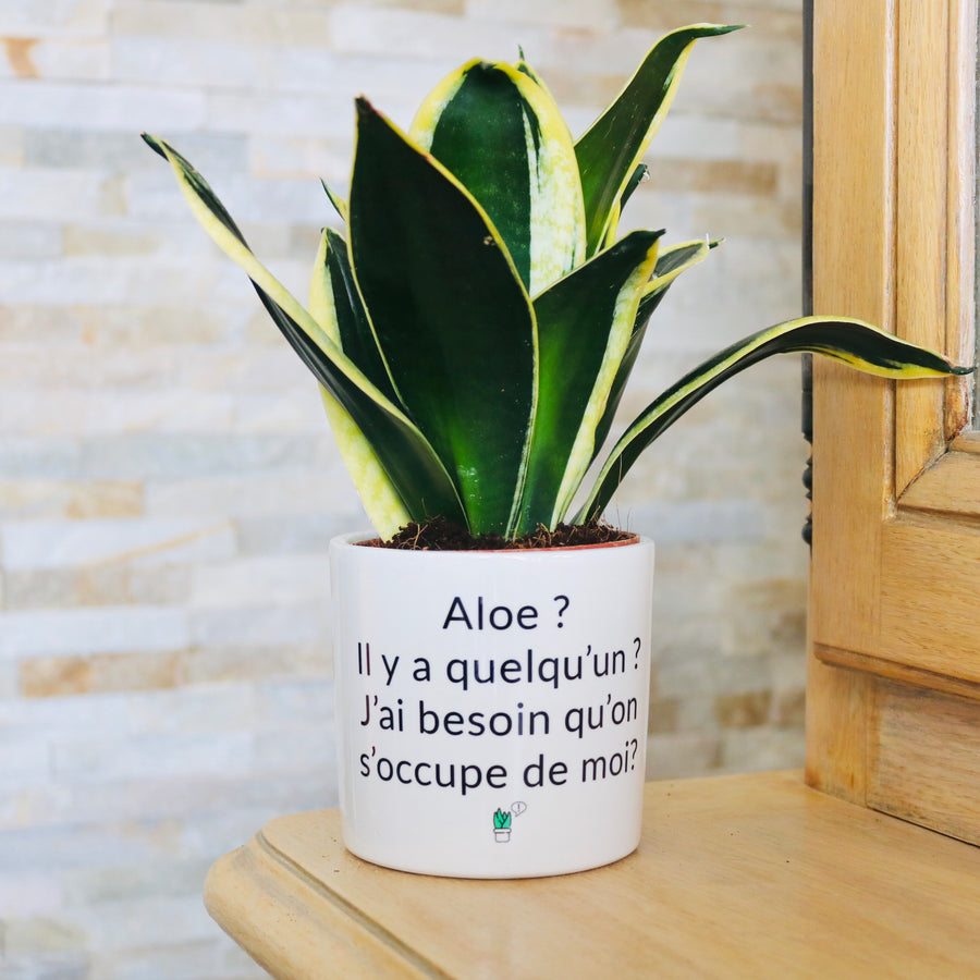 Pot de fleurs - Aloe ? Il y a quelqu'un ?