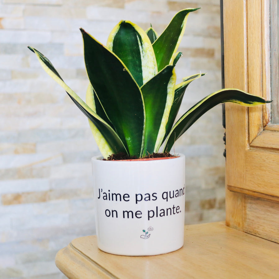 pot de fleurs personnalisé j'aime pas quand on me plante