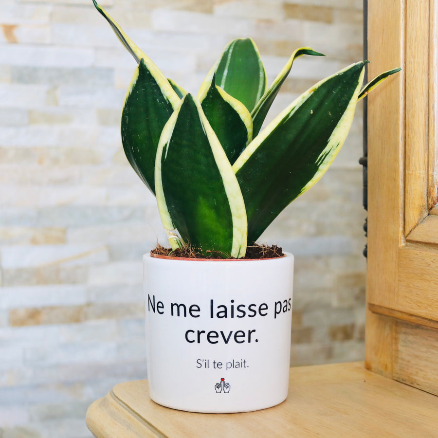 sanoa pots - ne me laisse pas creuver