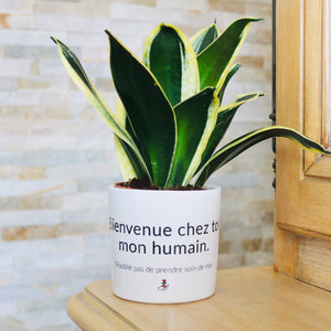 pot de fleurs personnalisé bienvenue chez toi mon humain
