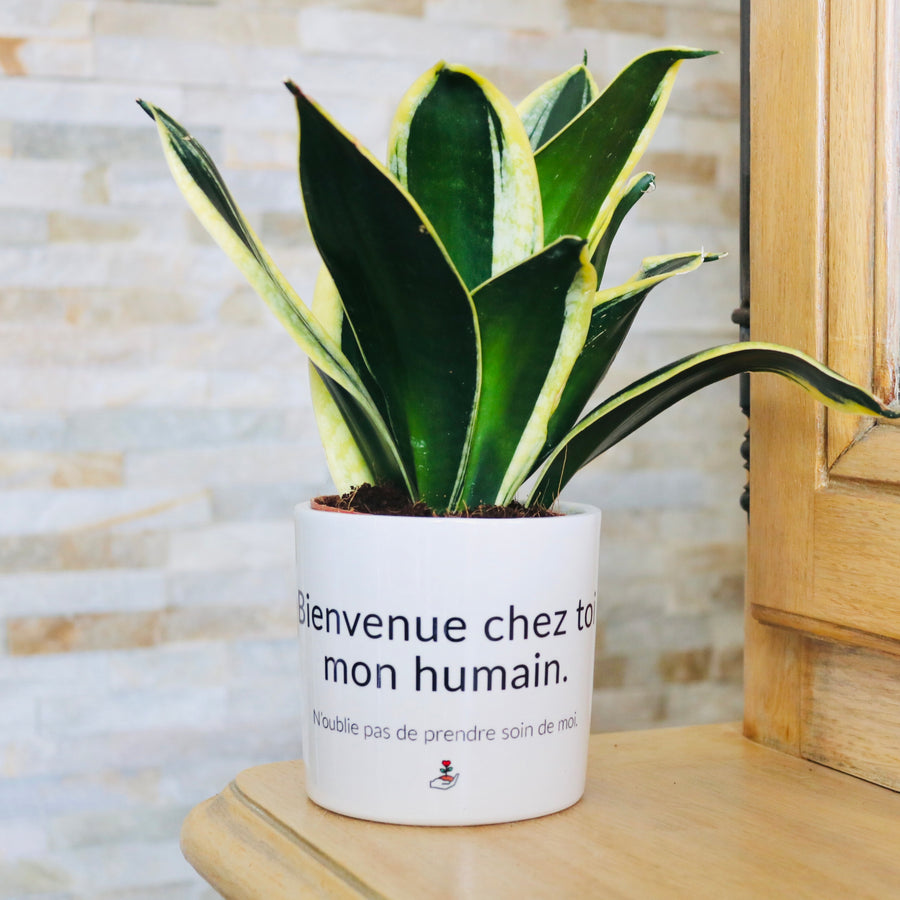 pot de fleurs personnalisé bienvenue chez toi mon humain