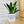 Charger l&#39;image dans la galerie, Pot de fleurs - Ici vivent de merveilleuses plantes.
