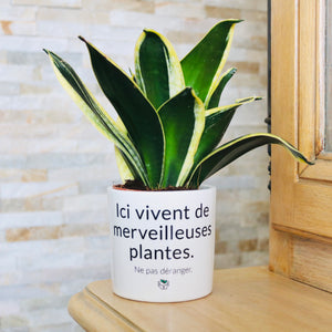 Pot de fleurs - Ici vivent de merveilleuses plantes.