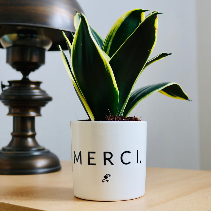 pot de fleurs merci