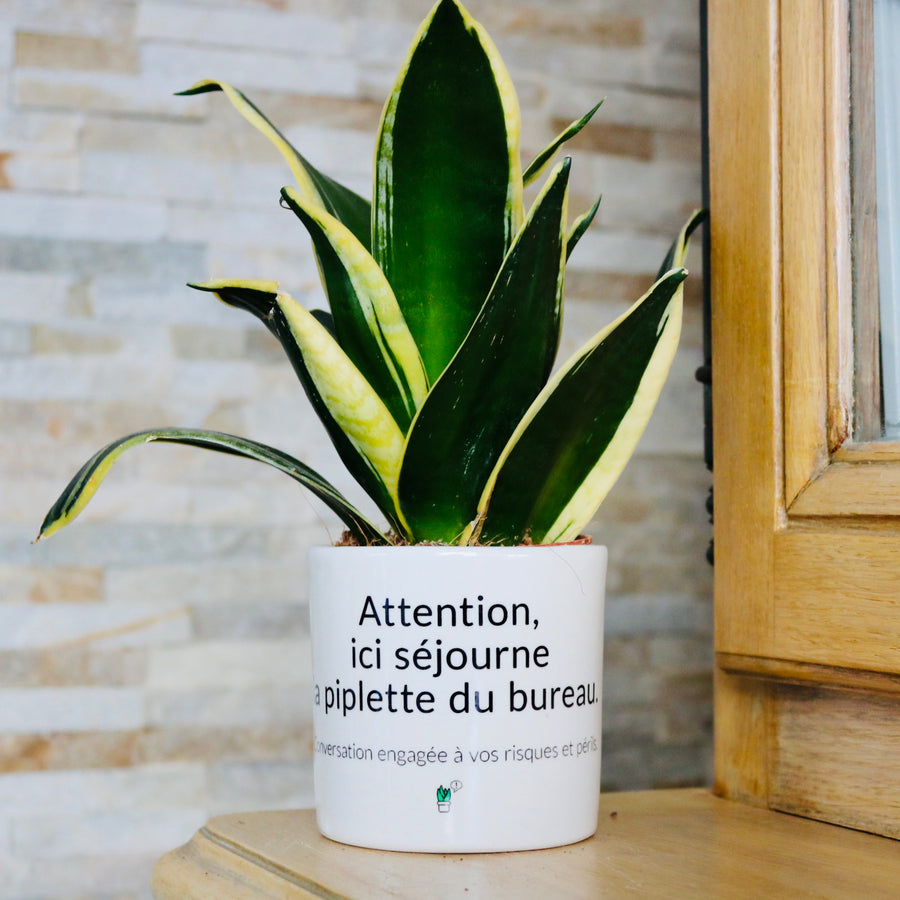 Pot de fleurs - Ici séjourne la piplette du bureau
