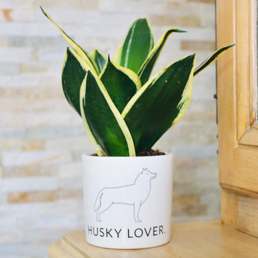Pot de fleurs - Design de Husky.