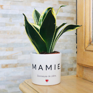 plante pour sa mamie