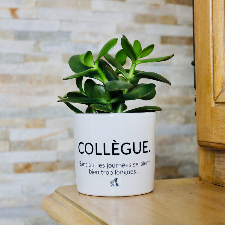 sanoa pots - collègue