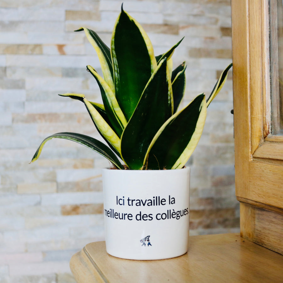sanoa pots - Ici travaille la meilleure des collègues