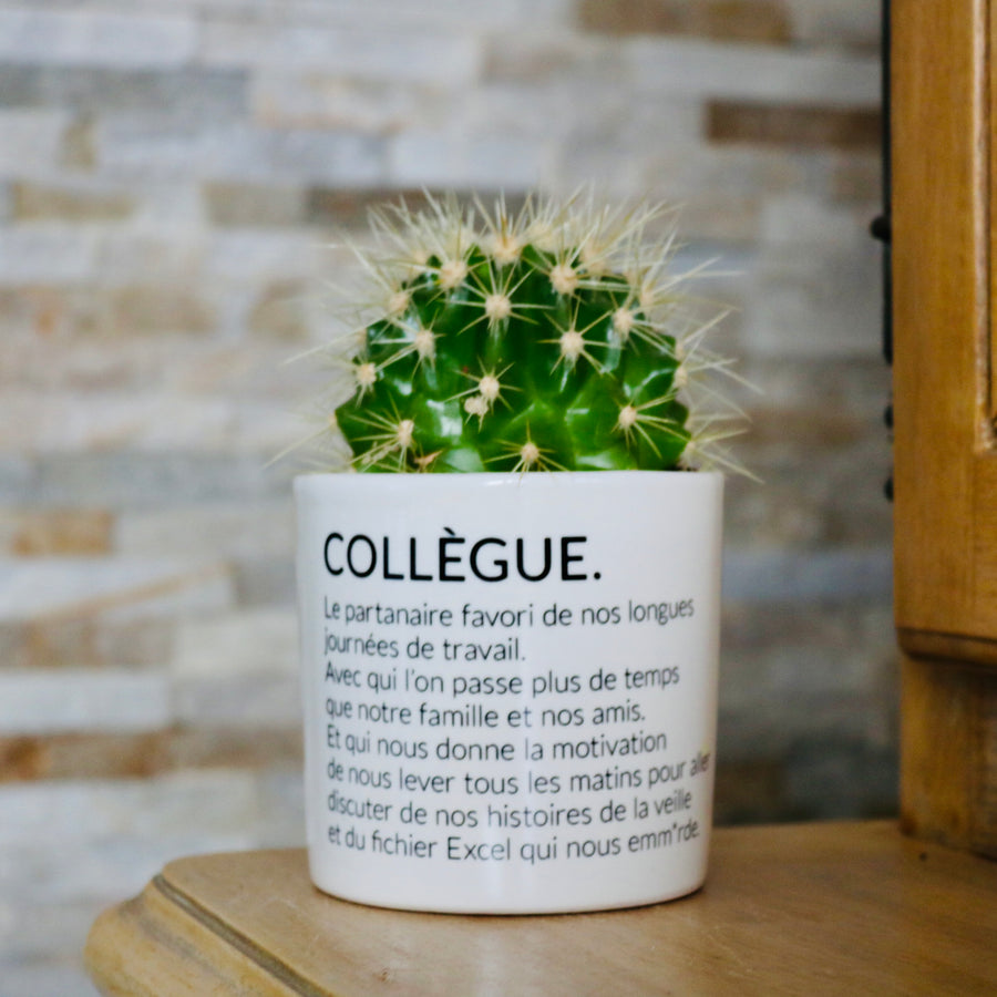 sanoa pots - collègue