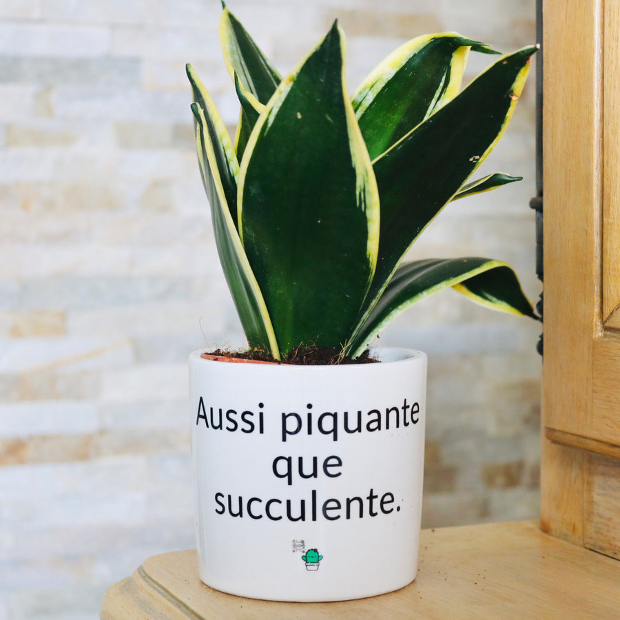 pot de fleurs personnalisé aussi piquante que cucculente