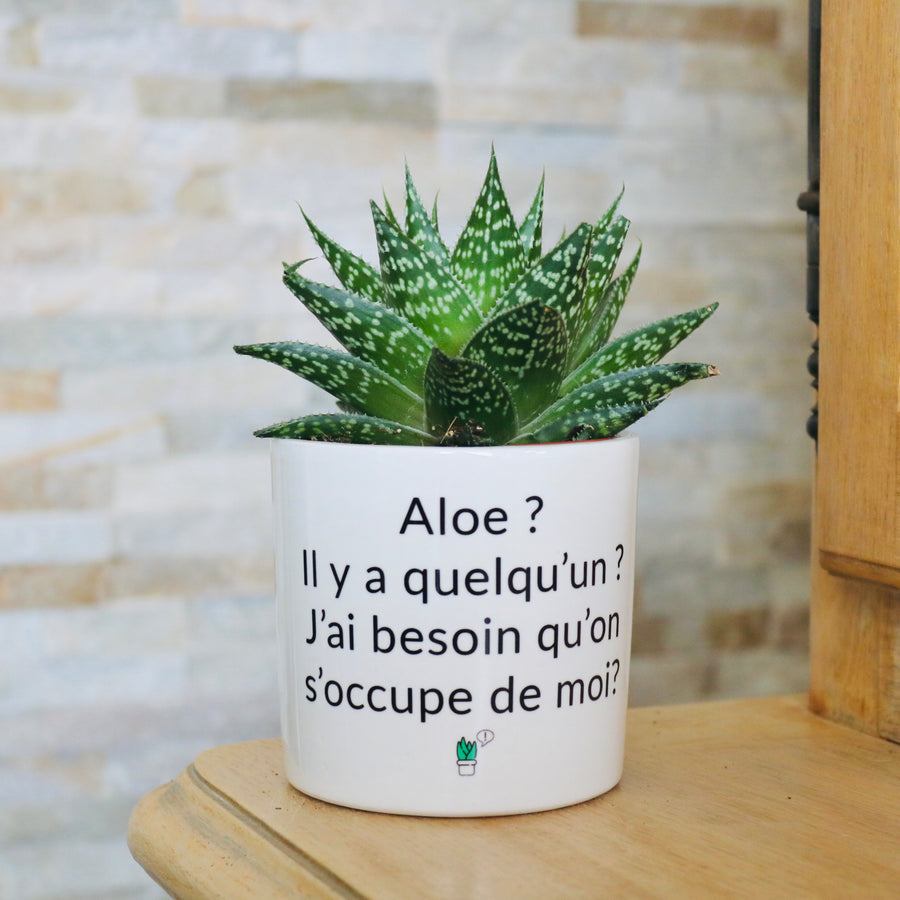 Pot de fleurs personnalisé Aloe ? Il y a quelqu'un ?