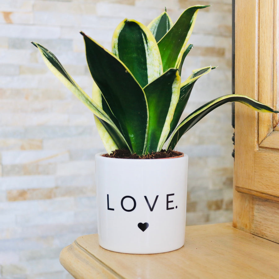 sanoa pots - love