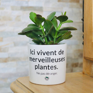 pot de fleurs personnalisé ici vivent de merveilleuses plantes