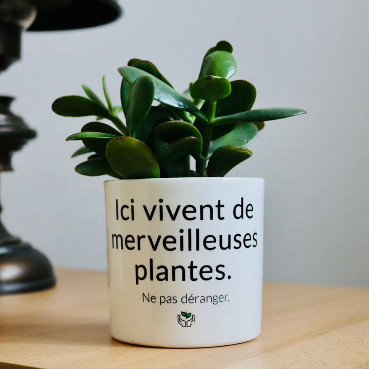 pot de fleurs ici vivent de merveilleuses plantes