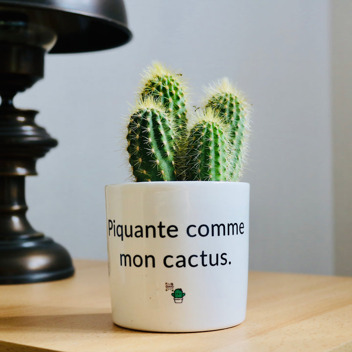 pot de fleurs piquante comme mon cactus