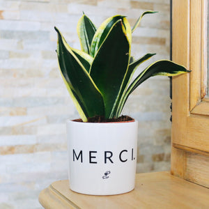 Pot de fleurs - Merci.
