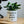 Charger l&#39;image dans la galerie, pot de fleurs prends en de la graine
