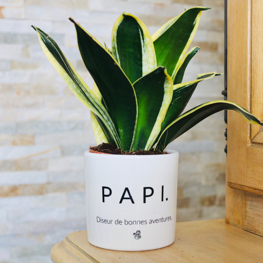 sanoa pots - cadeau papi