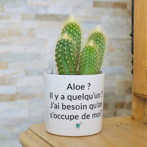 Pot de fleurs - Aloe ? Il y a quelqu'un ?
