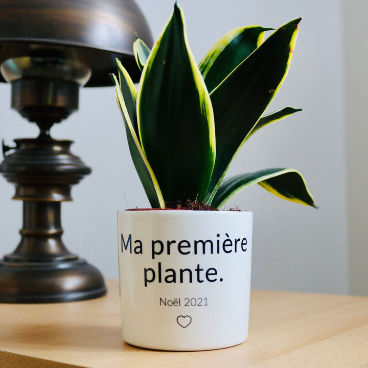 pot de fleurs sa première plante