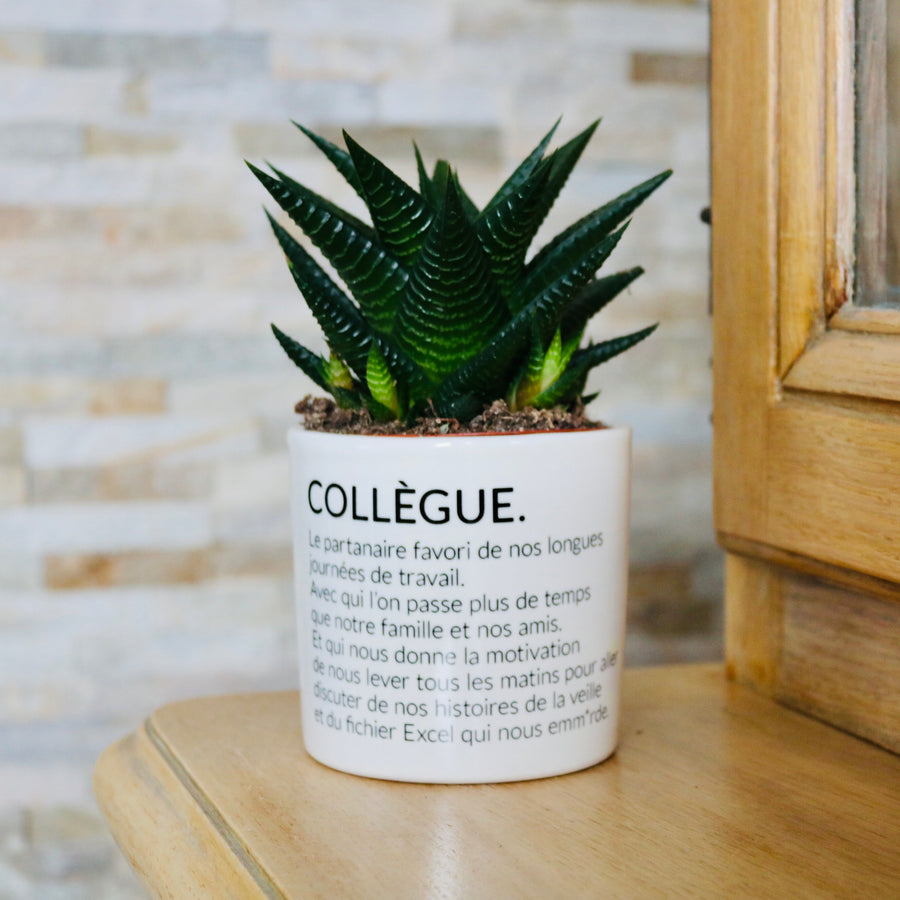 sanoa pots - collègue