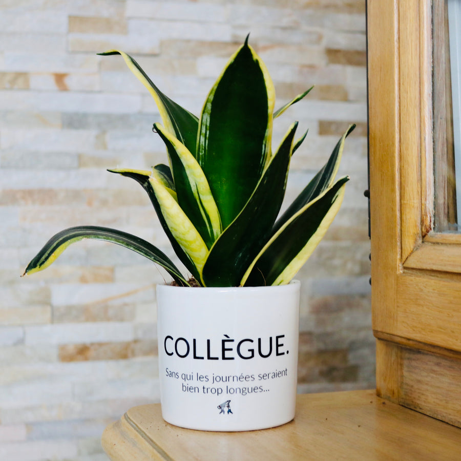 sanoa pots - collègue