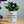 Charger l&#39;image dans la galerie, pot de fleurs qui ne se plante pas ne pousse pas
