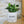 Charger l&#39;image dans la galerie, Pot de fleurs - Ami.
