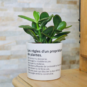 pot de fleurs personnalisé les règles d'un propriétaire de plantes