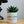 Charger l&#39;image dans la galerie, pot de fleurs husky lover
