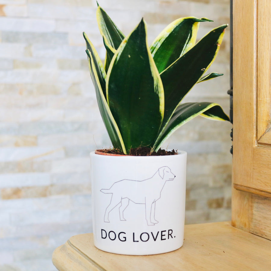 design minimaliste chien