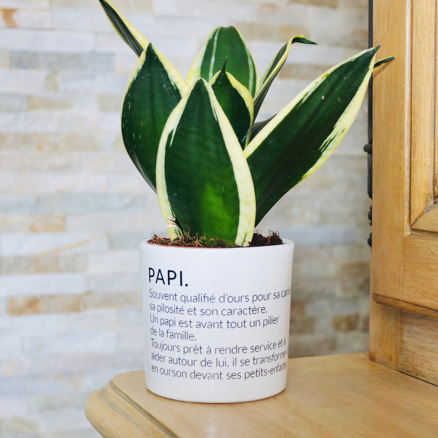 Pot de fleurs - Définition d'un Papi.